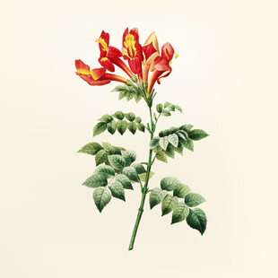 手绘鲜艳花朵与绿叶