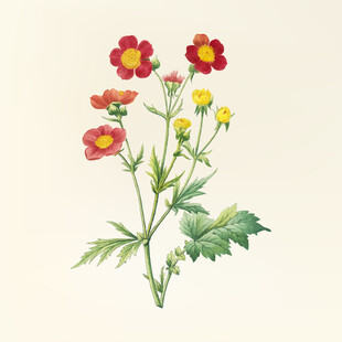 手绘花卉图