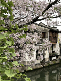 苦楝树花