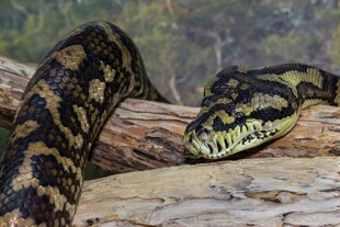 盘卧木上的花纹巨蟒