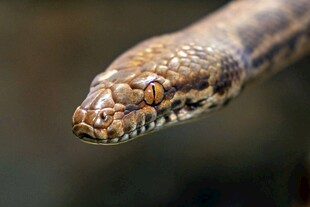 特写斑斓花纹的蛇头部