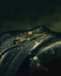 神秘蟒蛇特写