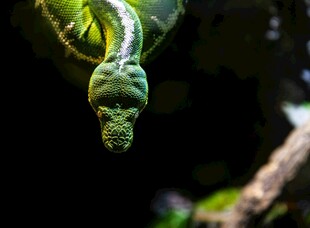 绿叶上的蜷曲绿蛇