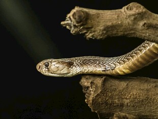 树枝上盘踞的花纹蛇