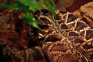 花纹独特的蜷曲蛇类