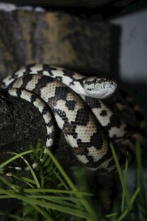 黑白花纹蛇盘踞绿植间