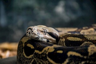 盘卧的花纹蟒蛇