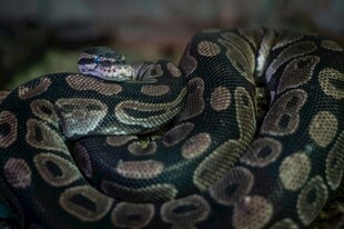 盘绕的斑斓蟒蛇
