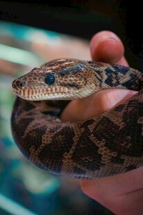 手捧花纹独特的蛇