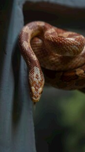 盘绕在角落的棕色蟒蛇