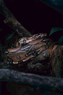 树枝上的伪装蛇