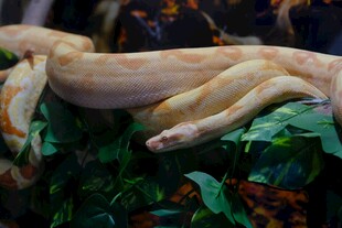 白化蟒蛇盘踞绿植间