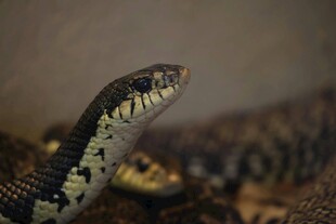 特写花纹独特的蛇头部