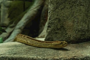 石缝旁盘踞的黄褐色蛇