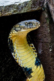 洞穴口的美丽眼镜蛇