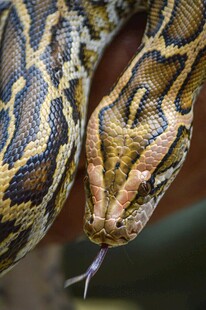 蟒蛇特写吐信姿态尽显威严