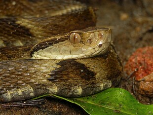 蜷卧的蛇与绿叶红果