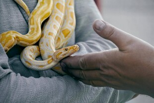 手抚怀中的金黄蟒蛇