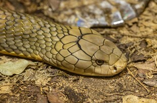 近景展示蛇的头部纹理