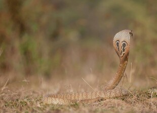 草丛中抬头的蛇