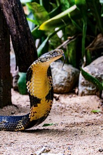 金黄眼镜蛇盘踞展示威慑力