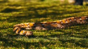 草地上的斑斓蛇类