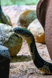 岩石旁的花纹蛇