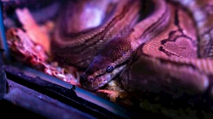 神秘紫纹蟒蛇特写