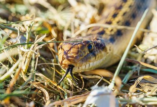 草丛中的蛇特写