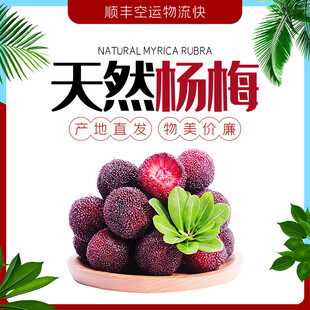 天然新鲜杨梅美味诱人