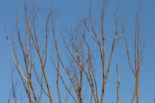 蓝天映衬下的光秃树枝