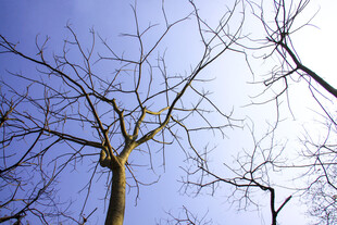 冬日枯树蓝天景象