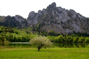 山间孤树绿野青山美景