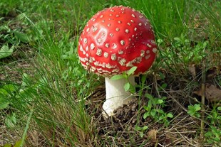 草地上的红色斑点蘑菇