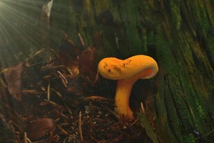 橙色小蘑菇生长在林间