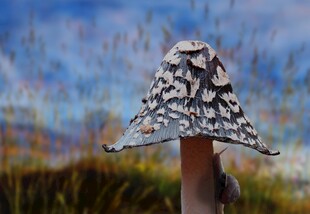 奇特蘑菇造型自然之美