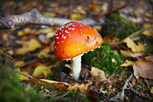 森林中的鲜艳红蘑菇