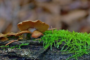 青苔上的枯叶与坚果