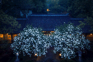夜下繁花映衬古雅建筑
