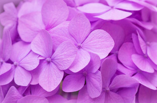 紫色绣球花特写