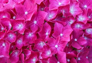 娇艳粉色绣球花特写