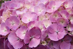 梦幻粉绣球花绽放