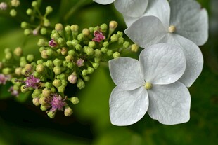 白色绣球花与嫩绿花苞