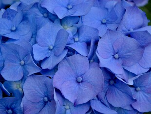 蓝色绣球花特写