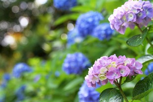 美丽绣球花绽放