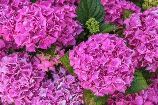 艳丽绣球花绽放