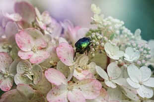彩蛛栖于绣球花中