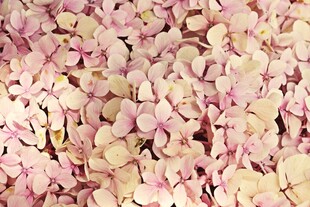 粉色绣球花密集美丽画面