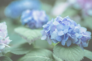 蓝绣球花绽放