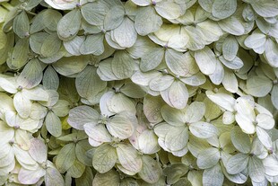 白色绣球花特写